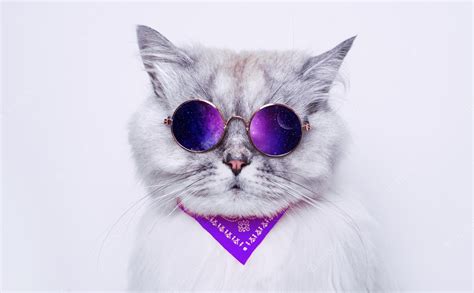 Premium Photo Portrait Of Funny Grey Cat In Sunglasses Reflecting