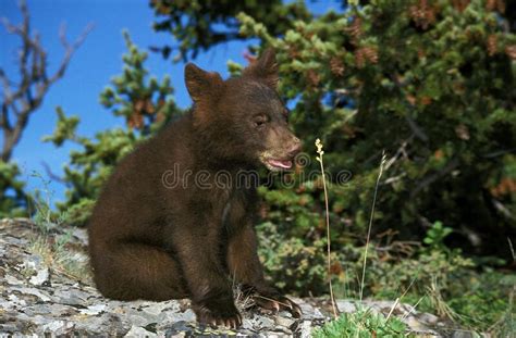 American Black Bear Ursus Americanus Cub Standing On Rock Canada