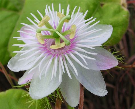 Wild Water White Passion Flower Passiflora Foetida 8 Seeds