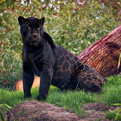 Wildlife The Magnificent Black Jaguar