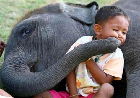 Smooch Animals Elephant Love Animals For Kids