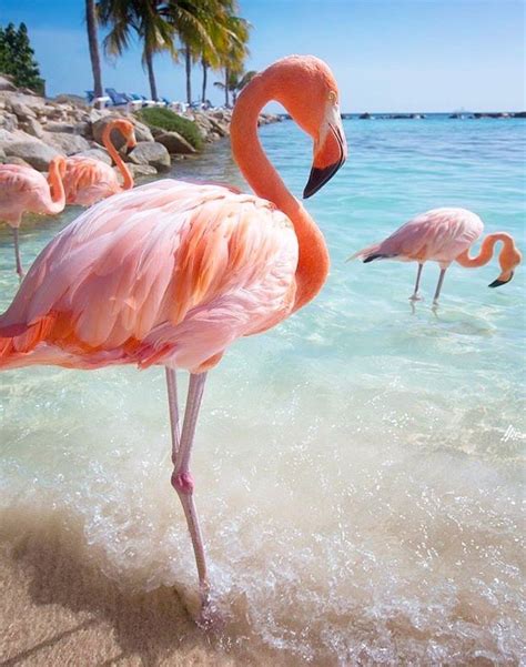 I Love Flamingos Flamingo Wallpaper Flamingo Art Summer Wallpaper