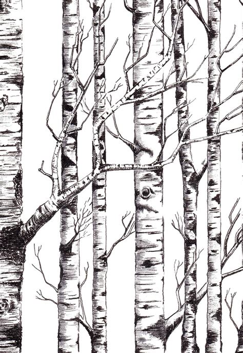 Drawing Silver Birch Trees Google Search Birch Tree Art Tree Drawing Tree Drawings Pencil