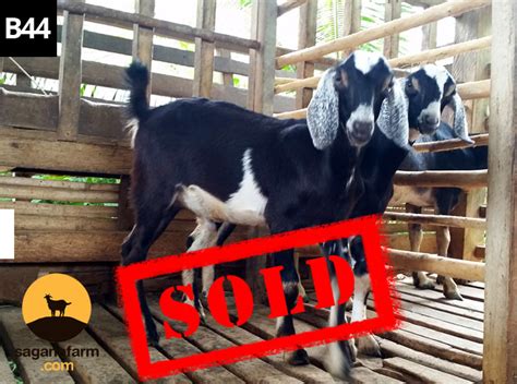 Purebred Anglo Nubian Breeder Goats In The Philippines