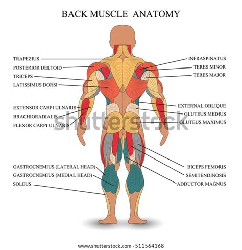 Anatomy Human Muscles Back Template Medical Stock Illustration 511564168