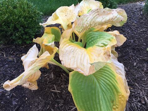 Raspberry leaves yellow and dying suddenly berries forum at. Yellow Hosta Leaves - Why Are Hosta Plant Leaves Turning ...