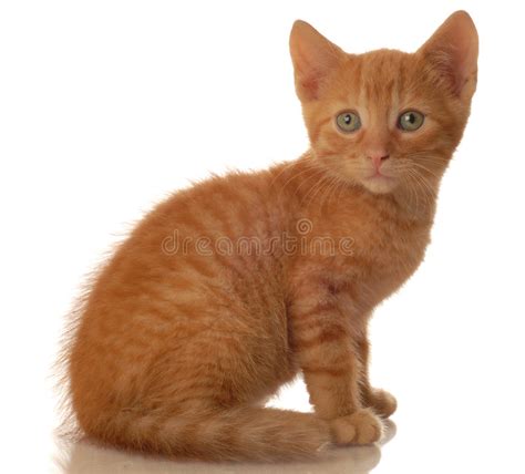 Orange Tabby Kitten Sitting Stock Photo Image Of Baby Kitty 6012582