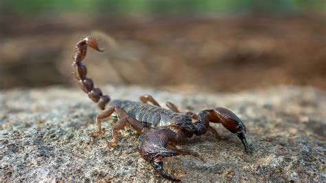 Pictures Of A Scorpion Bite Scorpion Sting Treatment Symptoms