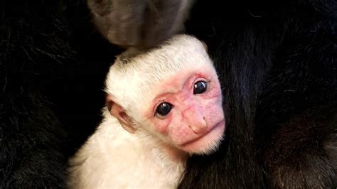 Binder Park Zoo Welcomes Baby Colobus Monkey