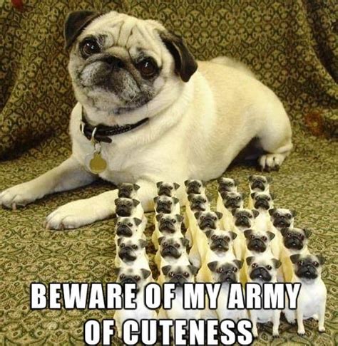 50 Cutest Pug Meme