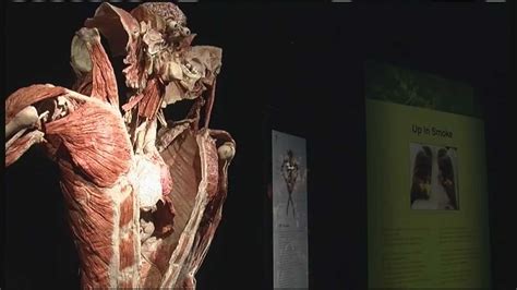 Exhibit Uses Real Bodies To Show Human Anatomy In Portland
