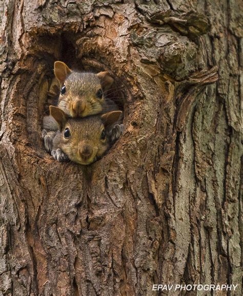 Do Squirrels Nest In Trees Tree Squirrels School Ipm Usu Extension