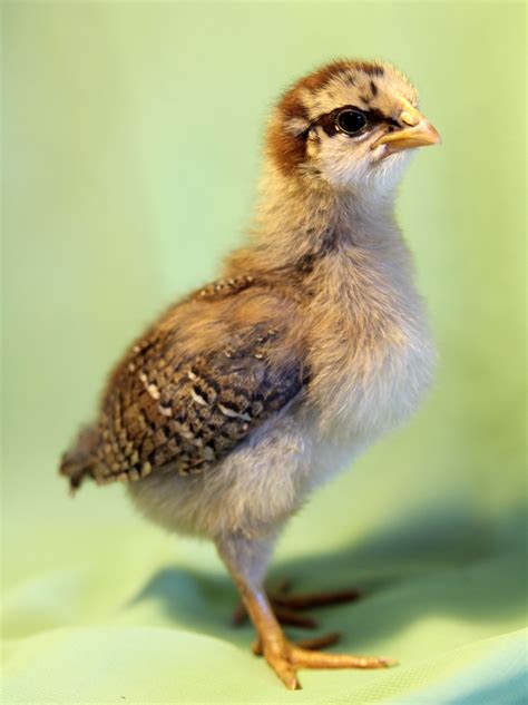 Photos Of Baby Chickens Tips For Choosing Healthy Chicks Healthy