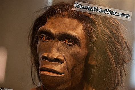 Neanderthals Big Noses F En Luftig Forklaring Historie