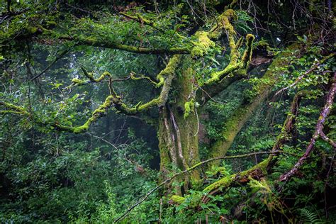 Magical Irish Forest Photograph By Sublime Ireland Fine Art America