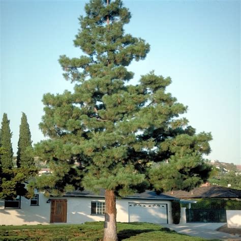 Pinus Canariensis Canary Islands Pine Siteone