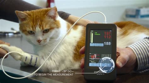 Petmap™ Blood Pressure Measurement By Mano Medical Youtube