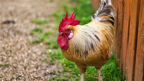 Hen On A Farm In Search Of Food The Free Living Birds Scratching The