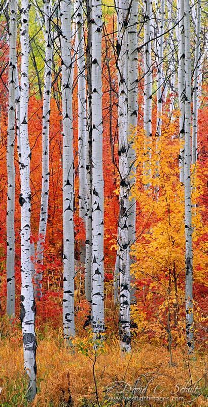 Rocky Mountain Maples And Aspen Trees Aspen Trees Nature