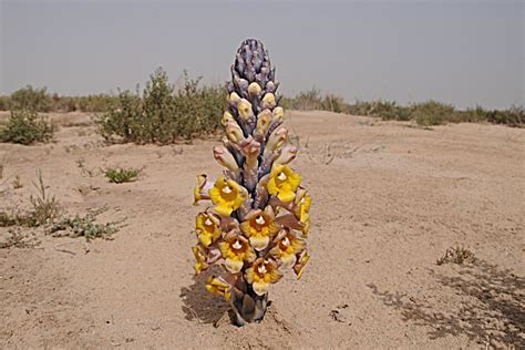 Birds Of Saudi Arabia Desert Hyacinth Cistanche Tubulosa Sabkhat
