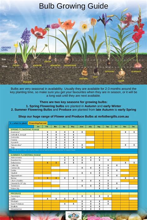 Bulb Planting Guide Latest Help And Advice