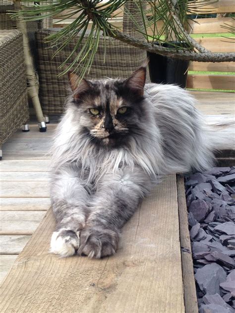 Smoke tuxedos have grey and blue colorings and tuxedo. Black Smoke Tortie http://www.mainecoonguide.com/maine ...