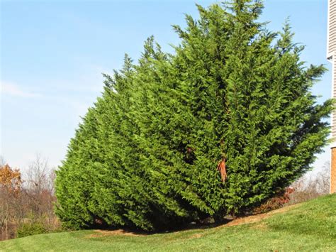 Leyland Cypress Tree How To Grow Leyland Cypress Trees Dummer ゛☀