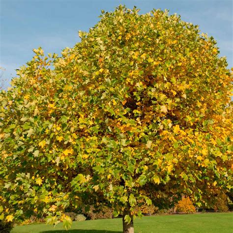 10 Fast Growing Trees To Fill Out Your Landscape Fast Growing Trees Growing Tree Shade Trees