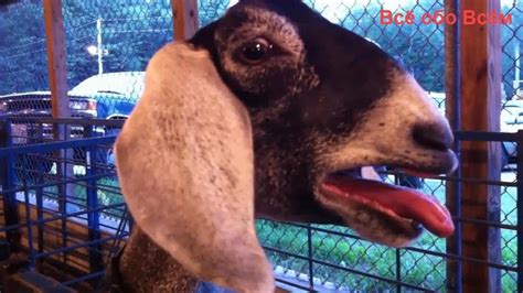 Try Not To Laugh Funny Goat Compilation 2017 Youtube Goats Funny Goats Try Not To Laugh