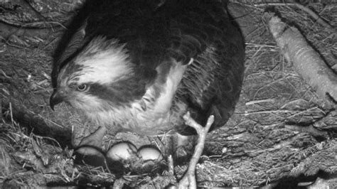 Hat Trick Of Eggs For Osprey Lassie Bbc News
