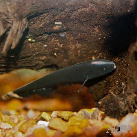Black Ghost Knifefish Apteronotus Albifrons Aqua Imports