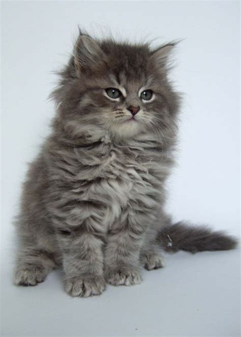 Silver Siberian Kittens Silver Siberian Cats Cats Kittens Cutest