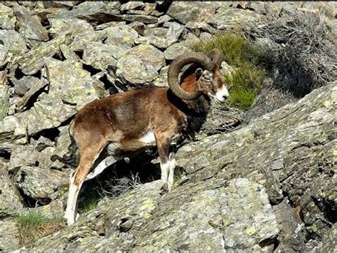The Endangered Armenian Mouflon Art A Tsolum