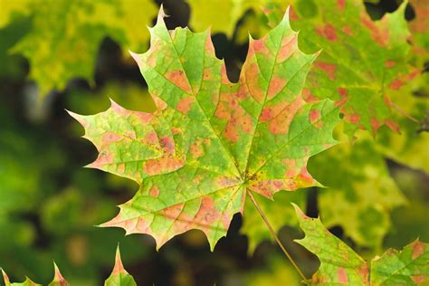 Best Maple Trees For Fall Color
