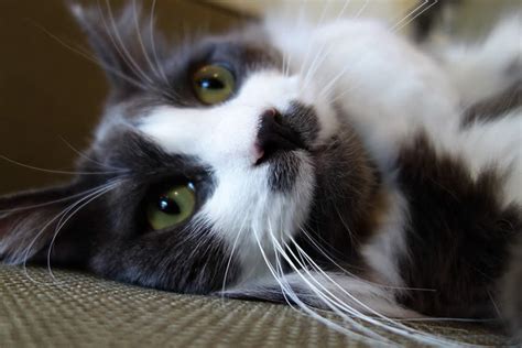 Why do cats have whiskers? What Happens If You Cut a Cat's Whiskers? - Petset.com