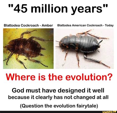 45 Million Years Blattodea Cockroach Amber Blattodea American