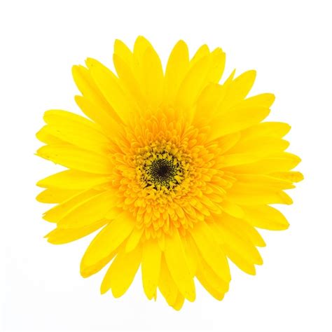 Yellow Flower On A White Background Photo Free Download
