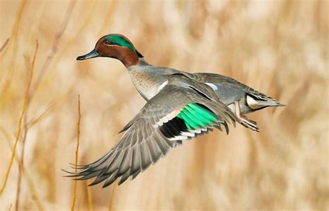 Green Winged Teal Male Teal Duck Teal Bird Duck Mount Blue Winged