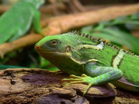 Fiji Crested Iguana Brachylophus Vitiensis Wiki Display Full Image