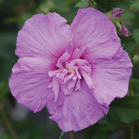 White Chiffon® Rose Of Sharon My Proven Winners Colorchoices