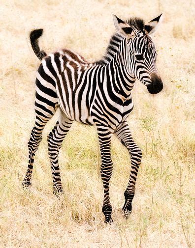 17 Best Images About Zebras On Pinterest Beautiful