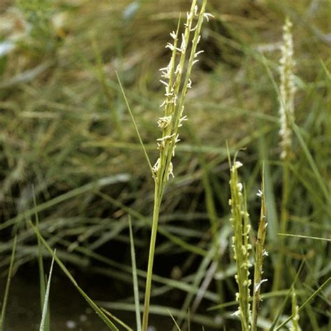 The seat of legislative power for the united states anchors one end of the national mall with a soaring dome, one of the tallest structures. Washington State Noxious Weed Control Board