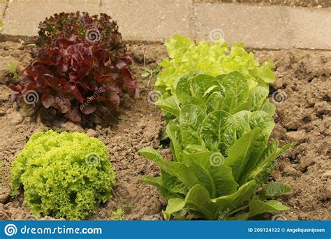 Different Heads Of Lettuce In The Vegetable Garden Stock Photo Image