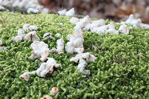 Bracket Fungi Fungus Free Photo On Pixabay