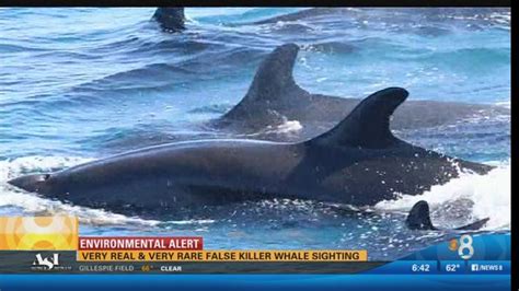 Very Real And Very Rare False Killer Whale Sighting Cbs News 8 San