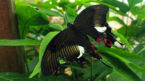 Stroll through cameron highlands butterfly garden for a chance to observe an array of butterflies, insects, and other animals flying through a verdant setting of vines and ferns. luthfiannisahay: Butterfly Farm Cameron Highlands Malaysia