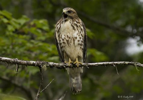 South Shore Birder Broad Winged Hawk Juvenile