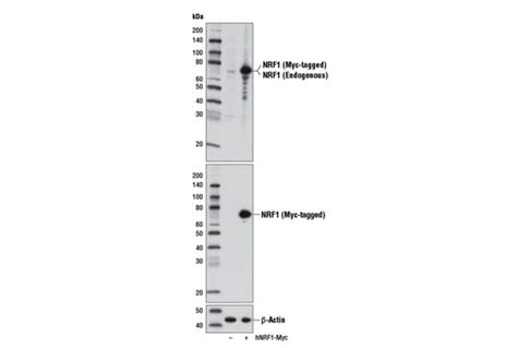 nrf1 antibody cell signaling technology