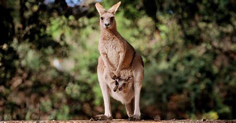 Top 17 Marsupial Animals: Unveiling Nature's Unique Nursery - Odd Facts