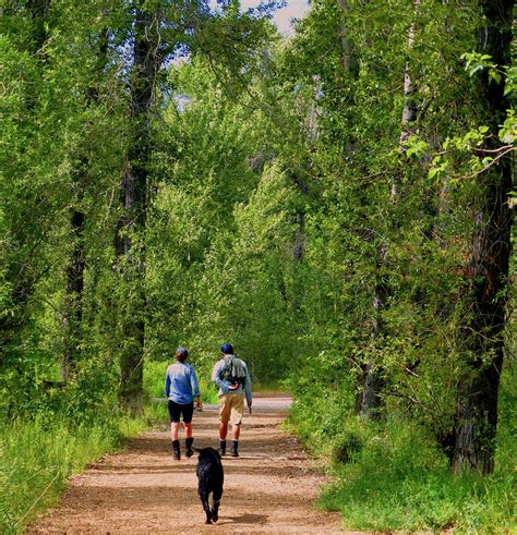 Whether it's near your home or close by on a weekend getaway, taking a hike on a local trail can be just what you need. Dog Friendly Easy Hiking Trails Near Me | ReGreen Springfield